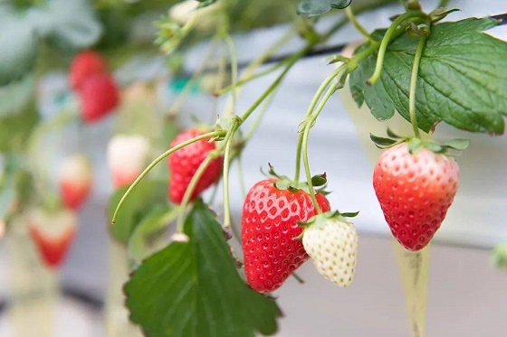 日本草莓的品种,哪些品种比较出名？